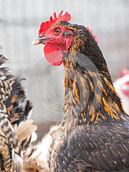 portrait of free Beautiful chicken