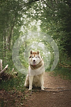 Portrait of free and beautiful dog breed siberian husky sitting in the green forest