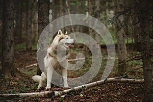 Portrait of free and beautiful dog breed siberian husky sitting in the green forest