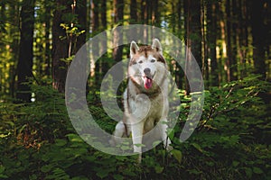 Portrait of free and beautiful dog breed siberian husky sitting in the green mysterious forest and at sunset