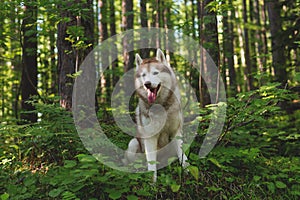 Portrait of free and beautiful dog breed siberian husky sitting on the hill in the green summer forest at sunset