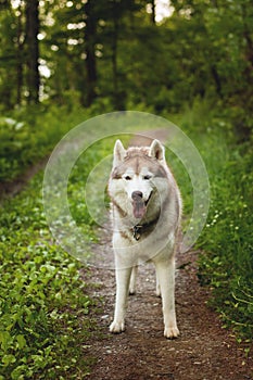 Portrait of free dog breed siberian husky standing in the green forest and looks like a wolf