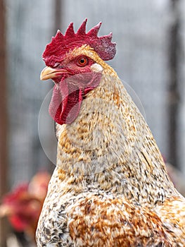 portrait of free Beautiful rooster