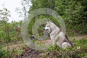 Portrait of free dog breed siberian husky sitting in the green forest and looks like a wolf