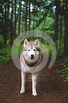 Portrait of free dog breed siberian husky standing in the green forest and looks like a wolf