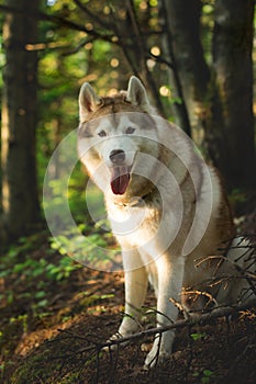 Portrait of free and prideful dog breed siberian husky sitting on the hill in the green forest in summer