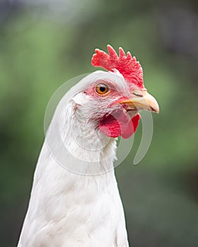 Portrait of free range white chicken leghorn breed in summer garden
