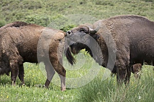 Portrait of free ranging European bison bovid