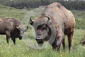 Portrait of free ranging European bison bovid
