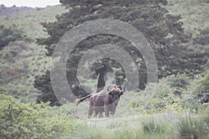 Portrait of free ranging European bison bovid