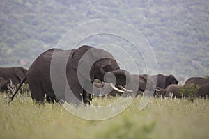 Portrait of free roaming african elephant