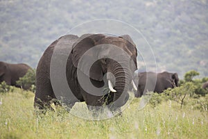 Portrait of free roaming african elephant