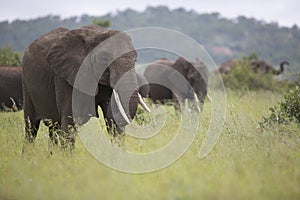 Portrait of free roaming african elephant