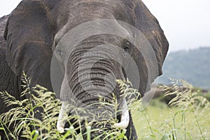 Portrait of free roaming african elephant