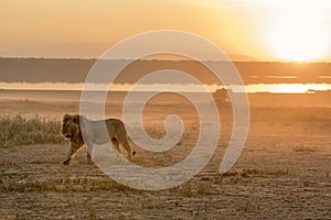 Portrait of free roaming african lion