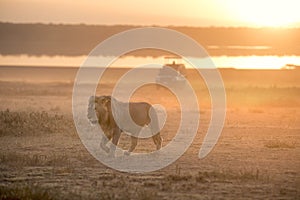 Portrait of free roaming african lion