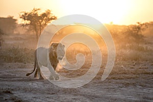 Portrait of free roaming african lion