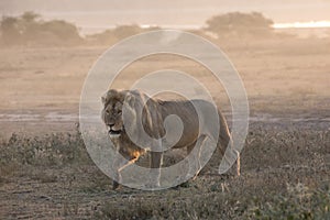 Portrait of free roaming african lion