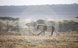 Portrait of free roaming african lion