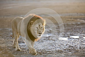 Portrait of free roaming african lion