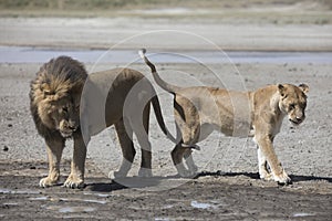 Portrait of free roaming african lion