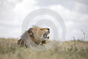 Portrait of free roaming african lion