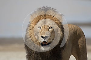 Portrait of free roaming african lion