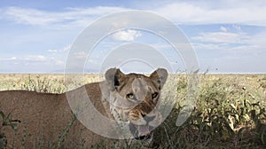 Portrait of free roaming african lion