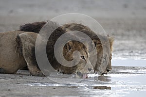 Portrait of free roaming african lion