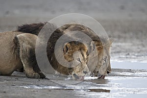 Portrait of free roaming african lion