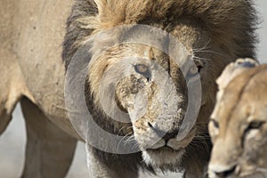 Portrait of free roaming african lion