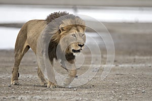 Portrait of free roaming african lion