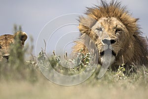 Portrait of free roaming african lion