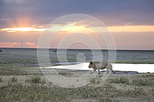 Portrait of free roaming african lion