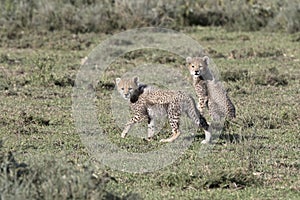 Portrait of free roaming cheetah cubs