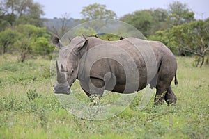 Portrait of free roaming white african rhino