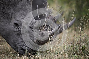 Portrait of free roaming white african rhino