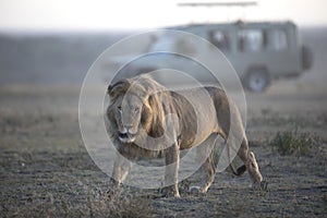 Portrait of free roaming african lion