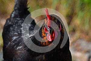 Portrait of a free running black and brown hen