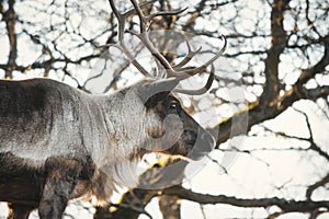 Portrait of a free wild grey reindeer or caribou in a forest with trees