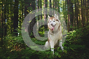 Portrait of free and wise dog breed siberian husky sitting in the fern in the green mysterious forest at sunset