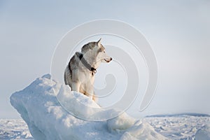 Portrait of Free and wise husky dog sitting on the snow on the ice floe and looking into the distance.