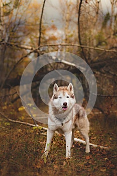 Portrait of free and wise Siberian Husky dog standing in the bright enchanting fall forest