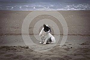 Portrait of a French bulldog by the beach on a very overcast day