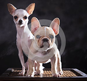 portrait of french bulldog and chihuahua puppies with studio light