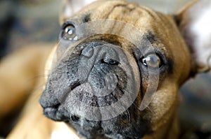 Portrait of a French bulldog close-up. photo
