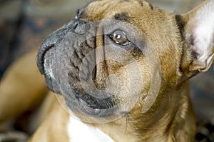 Portrait of a French bulldog close-up. photo
