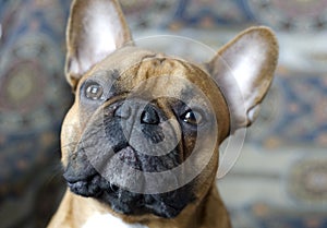 Portrait of a French bulldog close-up. photo