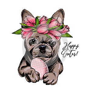 Portrait of french bulldog dog with Easter egg wearing tulip crown. Welcome spring. Hand drawn colored vector