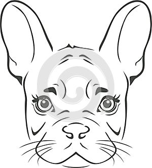 Portrait of a French Bulldog. Outline drawing